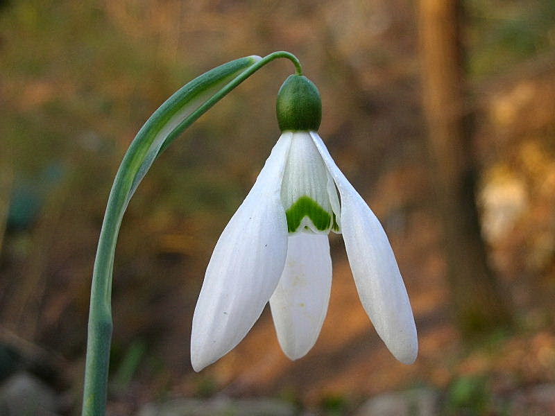 Galanthus nivalis / Bucaneve